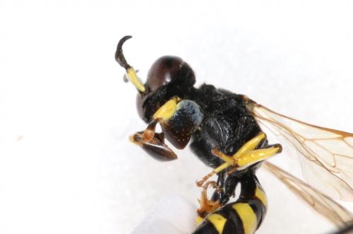 Crabro peltarius
